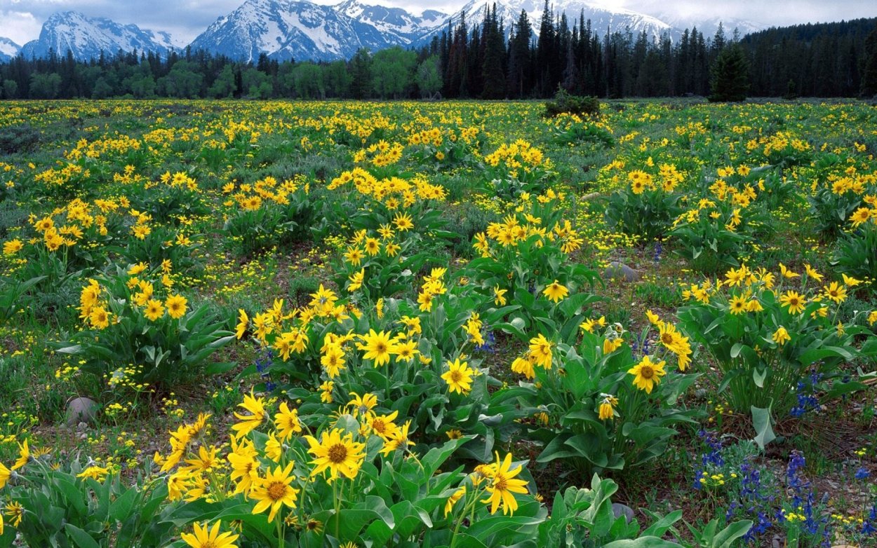 Поляна желтых цветов
