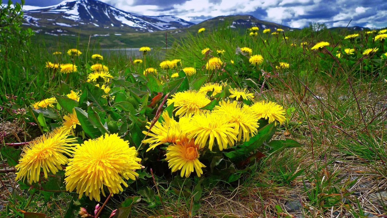 Одуванчик Тундровый