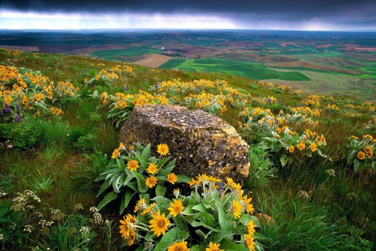 Природа растения