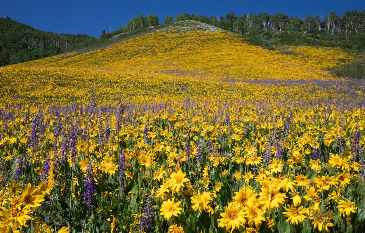 Горы в желтом цвете