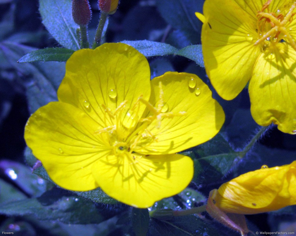 Энотера Королева ночи