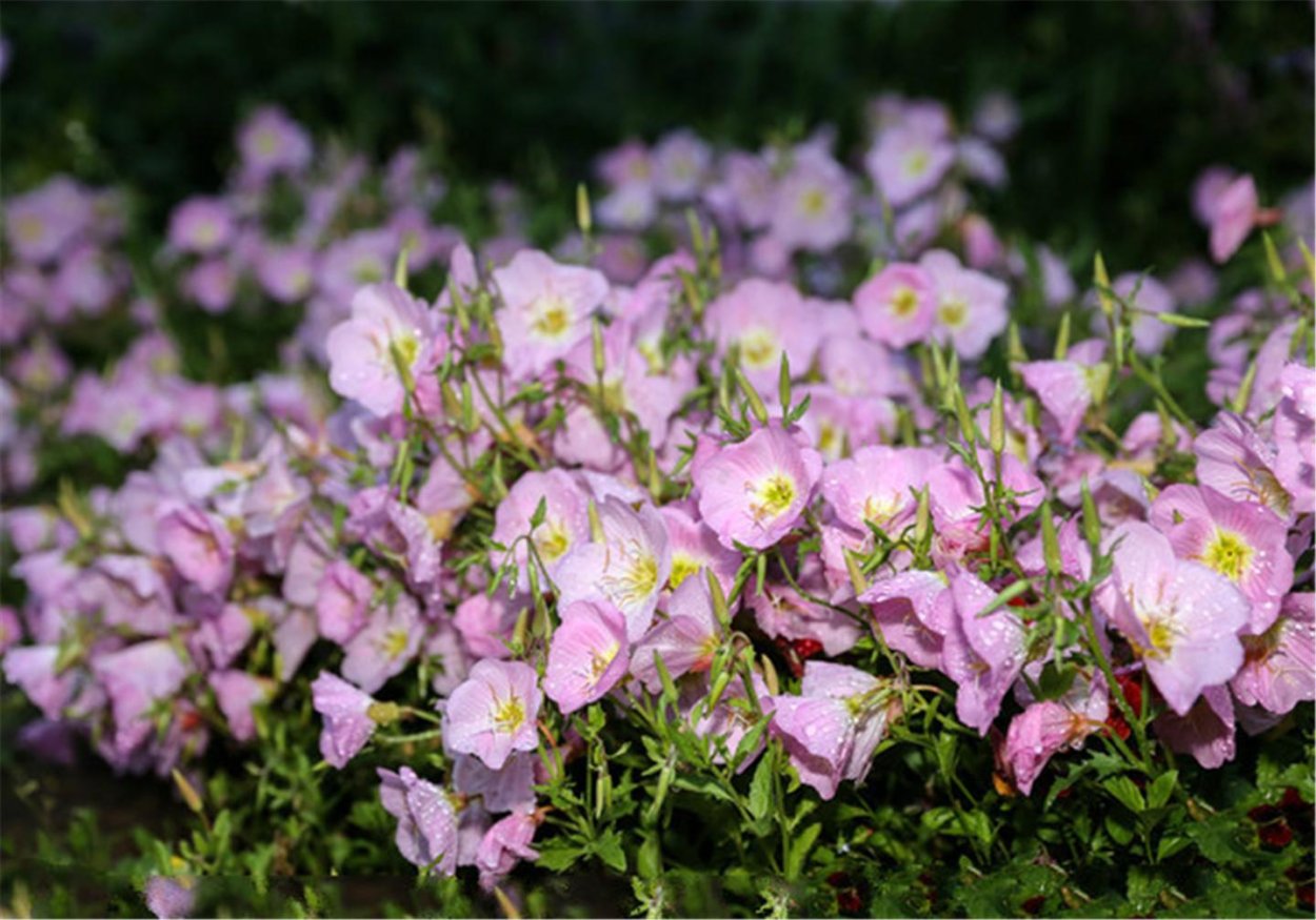 Энотера Калифорнийская