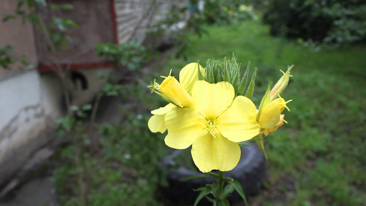 Энотера вечерняя роза