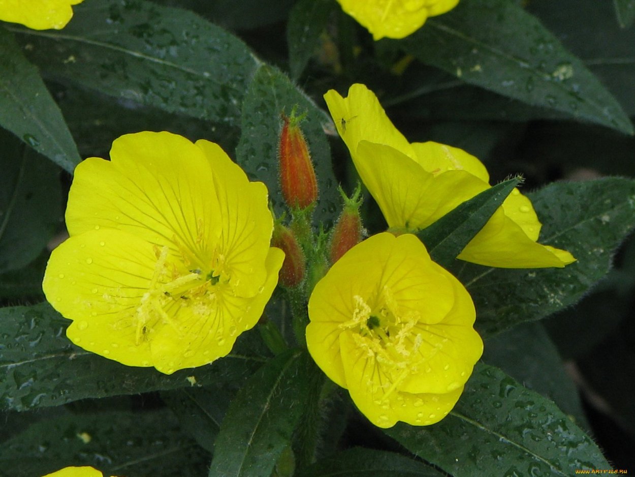 Энотера Лунник