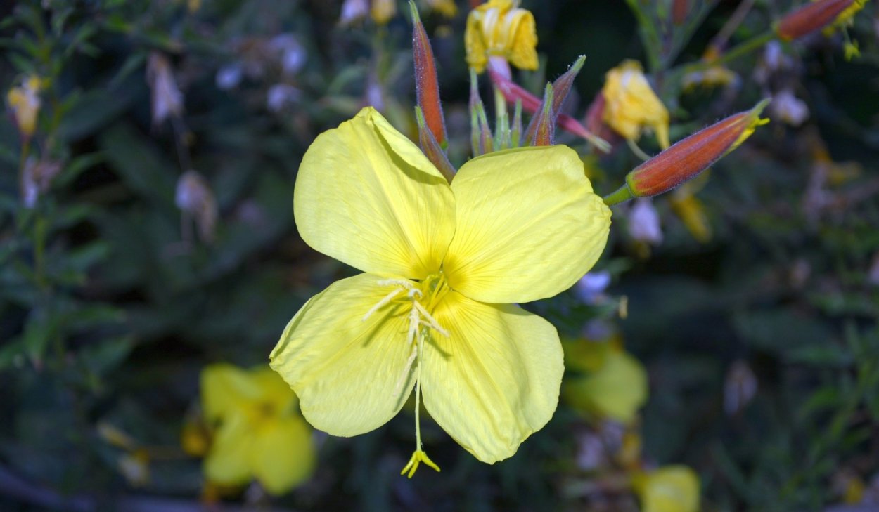 Энотера вечерняя звезда