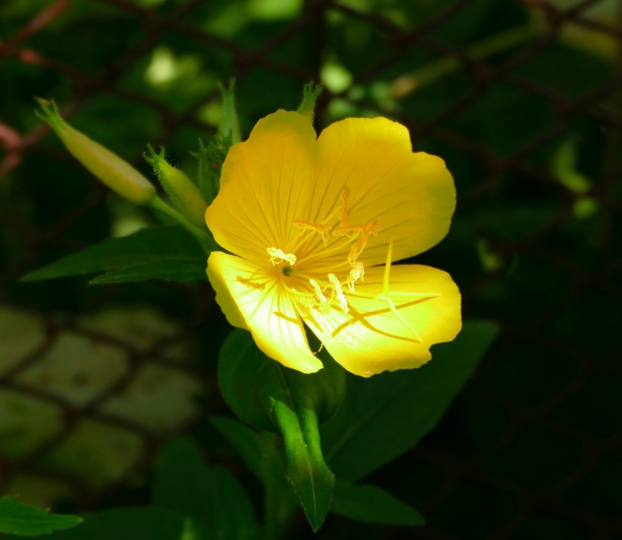 Энотера бесстебельная