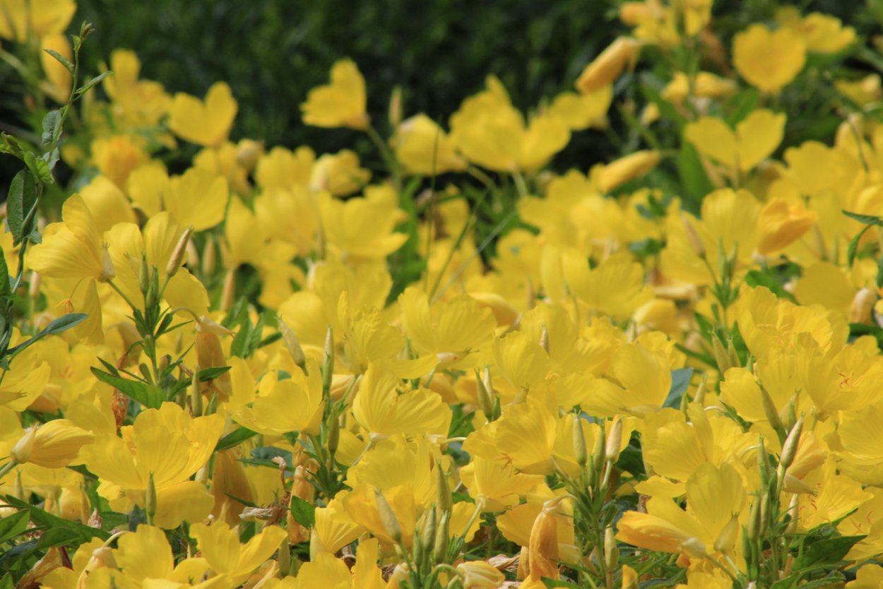 Энотера белая