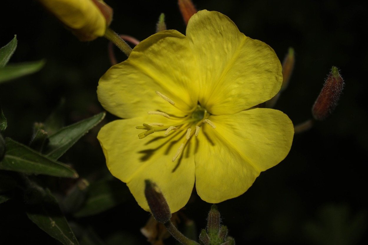 Oenothera lamarckiana