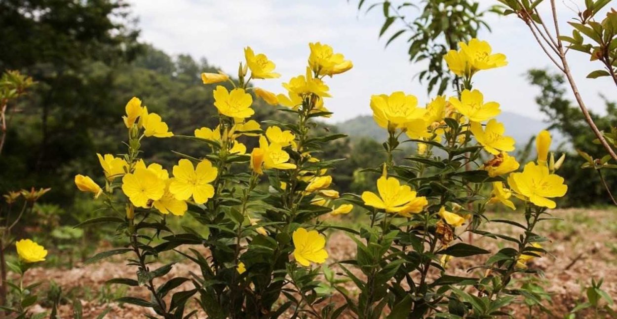 Энотера ночная свеча