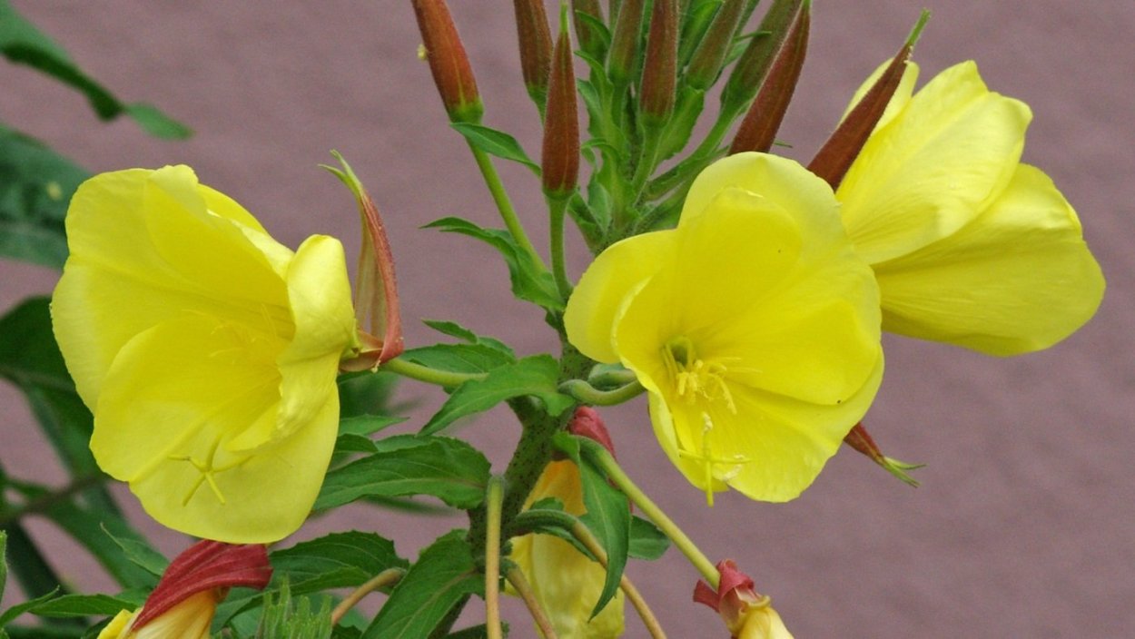 Энотера кустарниковая Oenothera fruticosa-p9, , шт