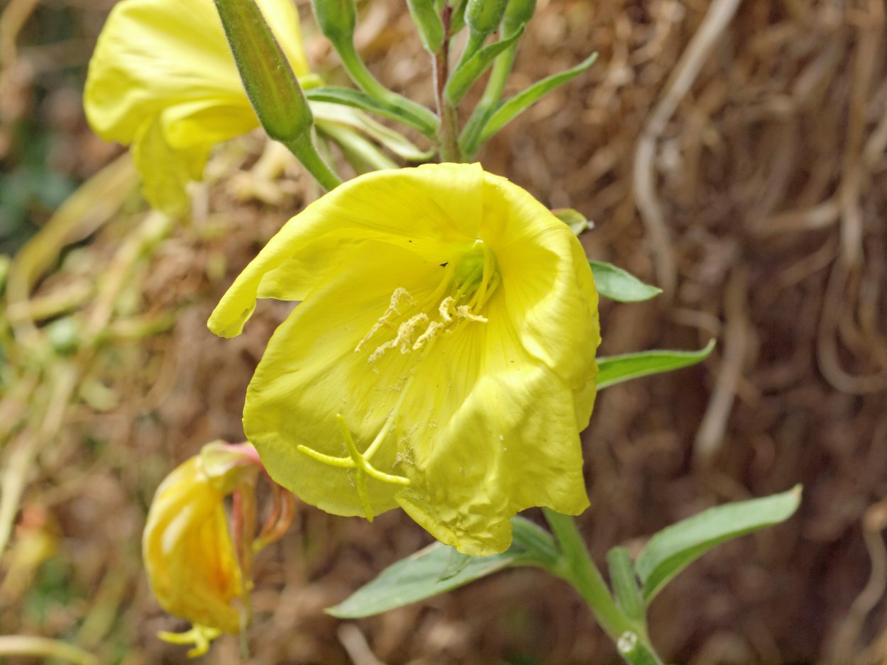 Лунный цветок энотера