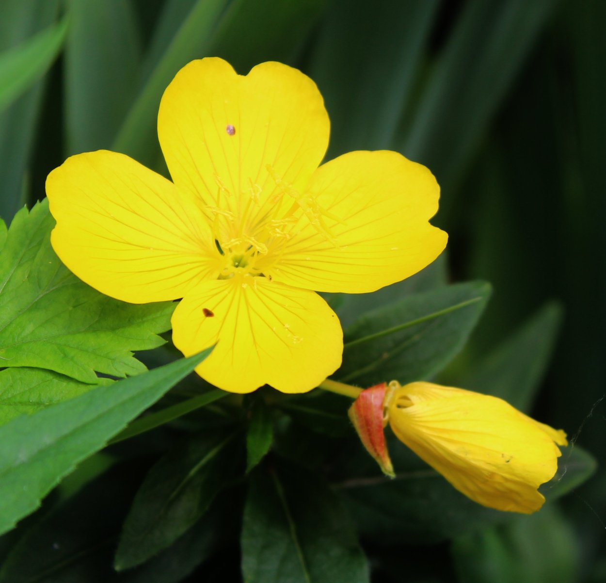 Oenothera вид salicifolia Desf. Ex g. don