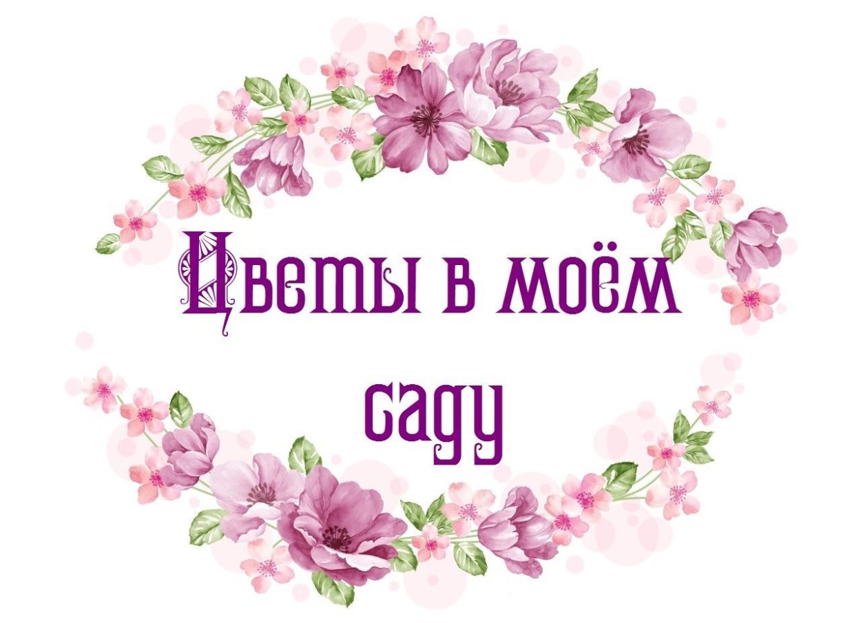 Шикарные полевые цветы