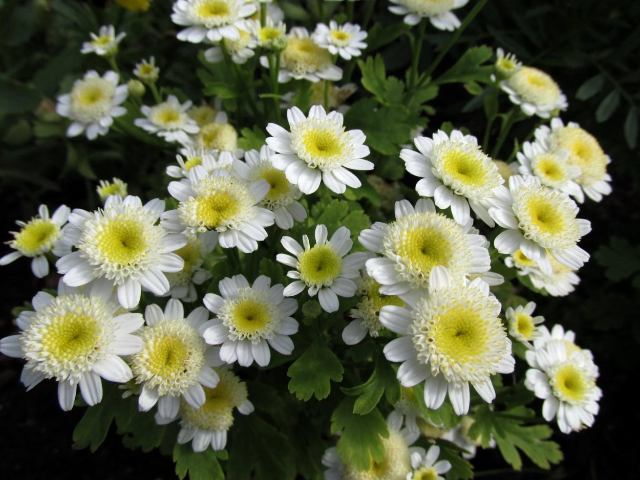 Хризантема мультифлора Арес