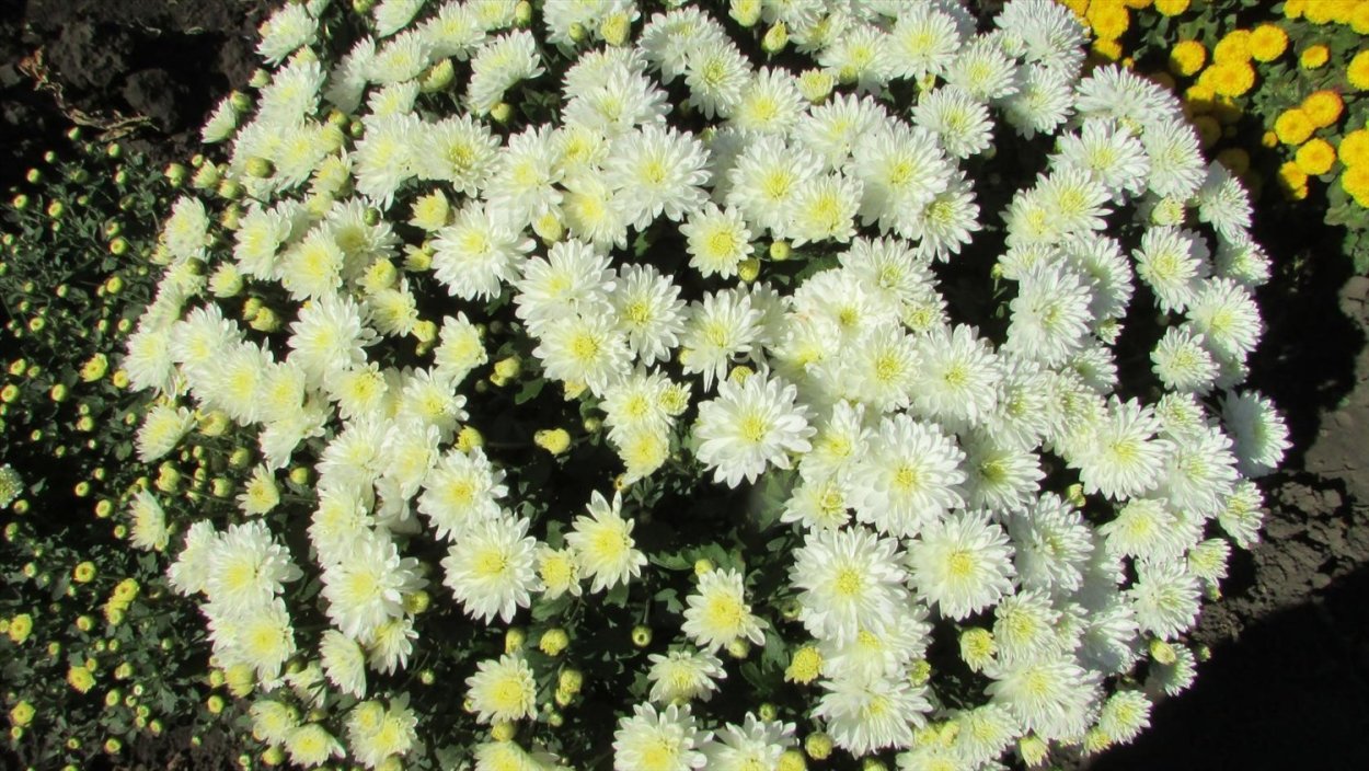 Хризантема мультифлора Маргаритка