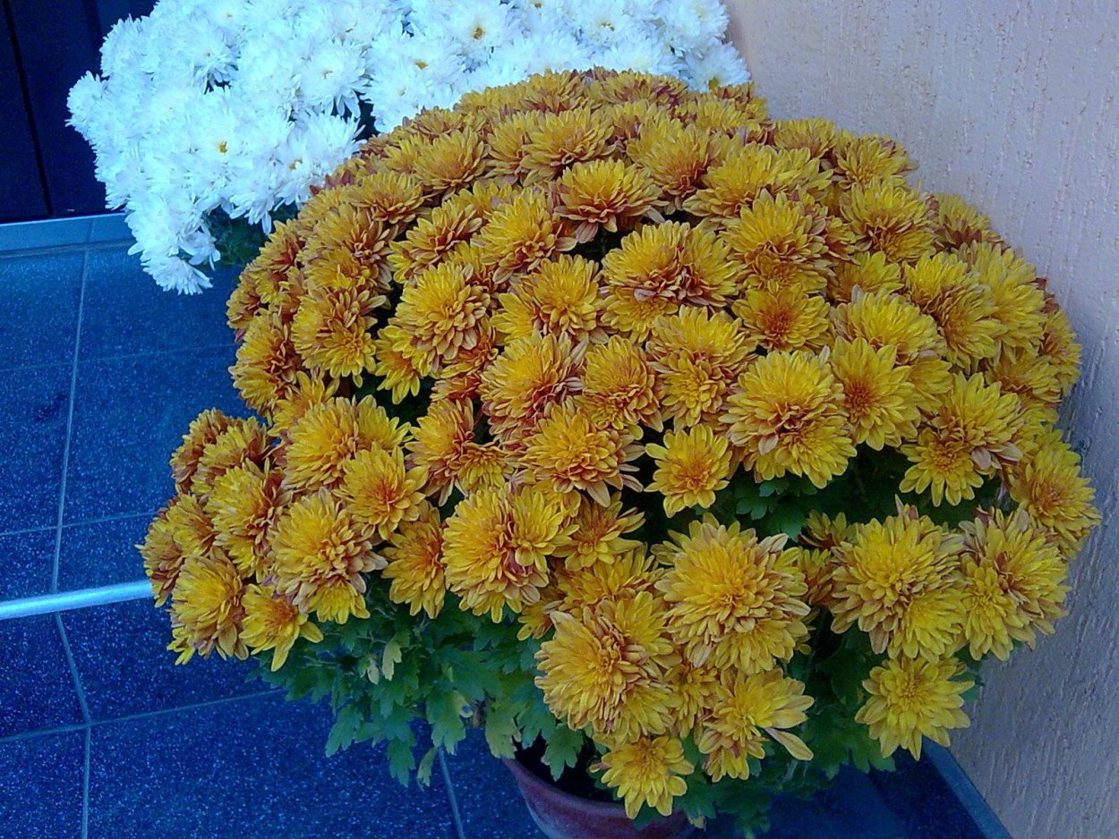 Астра однолетняя