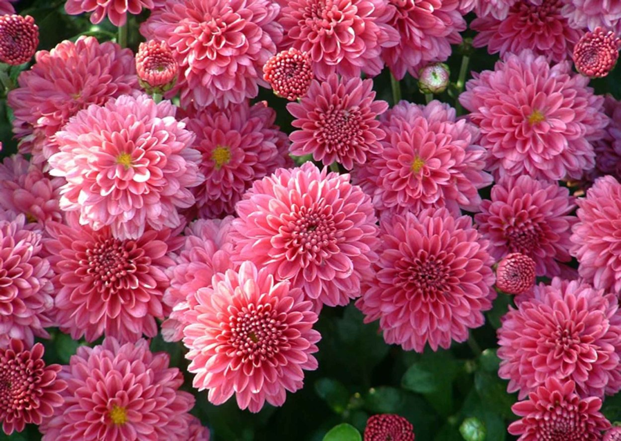 Астра кустовая Дженни