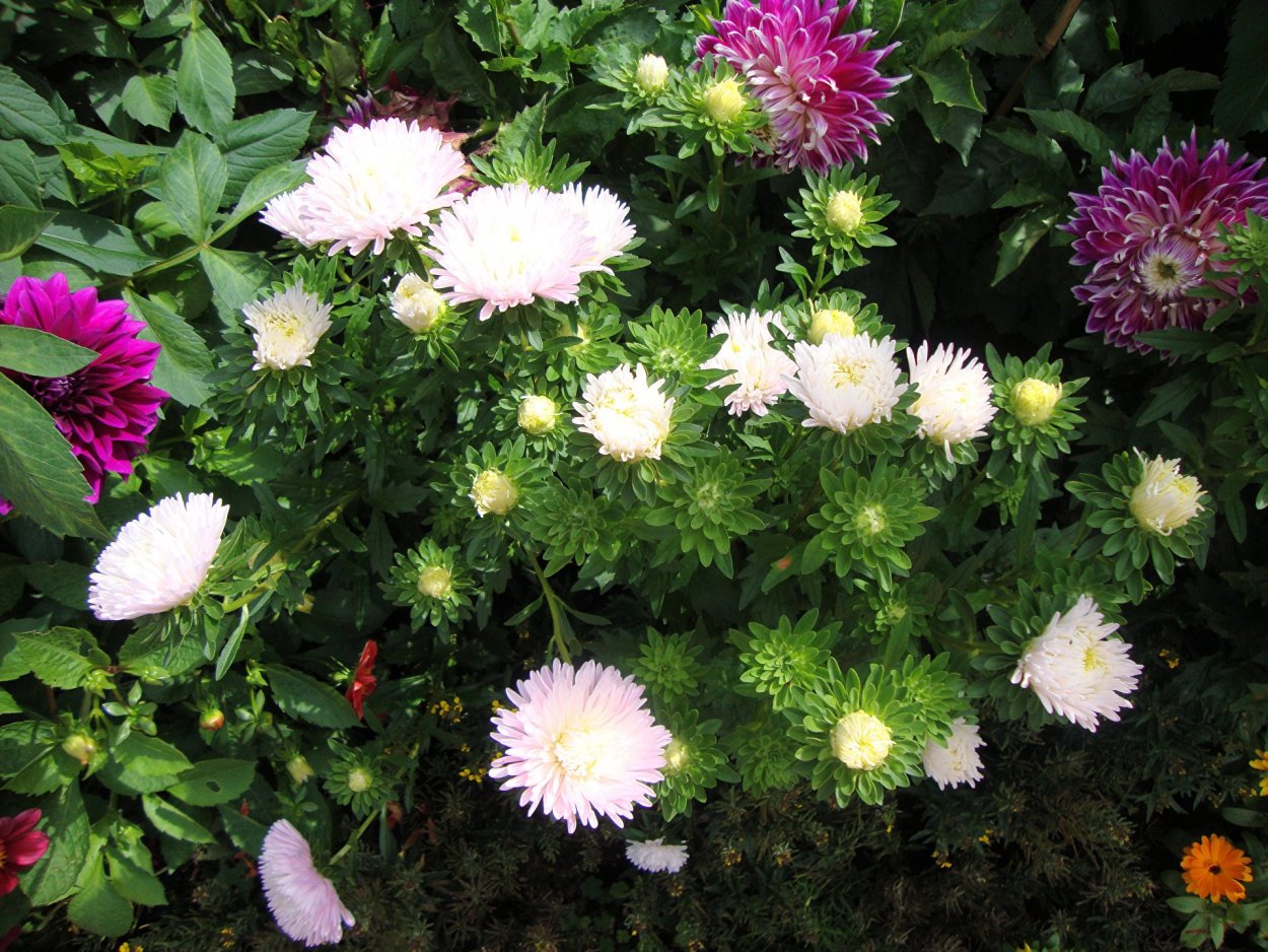 Астра низкорослая бордюрная