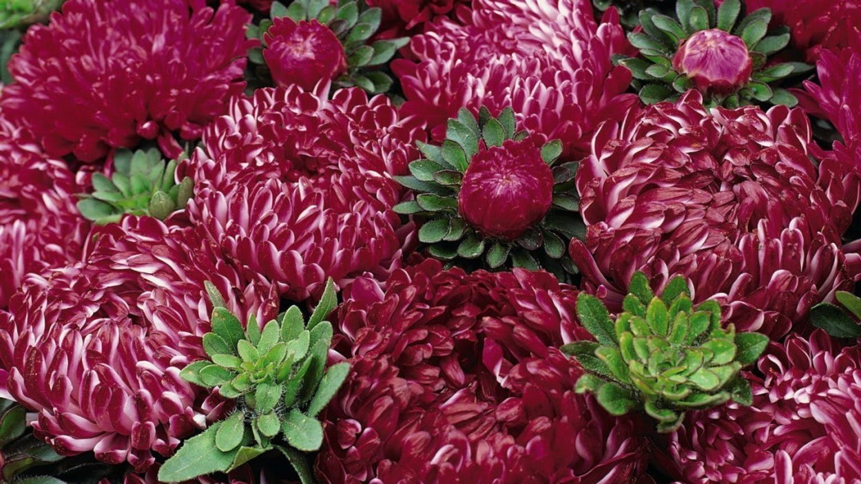 Хризантема мелкоцветковая