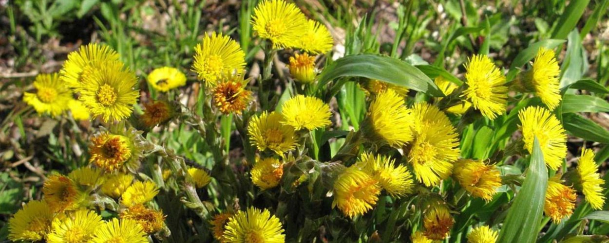 Ромашка календула пижма