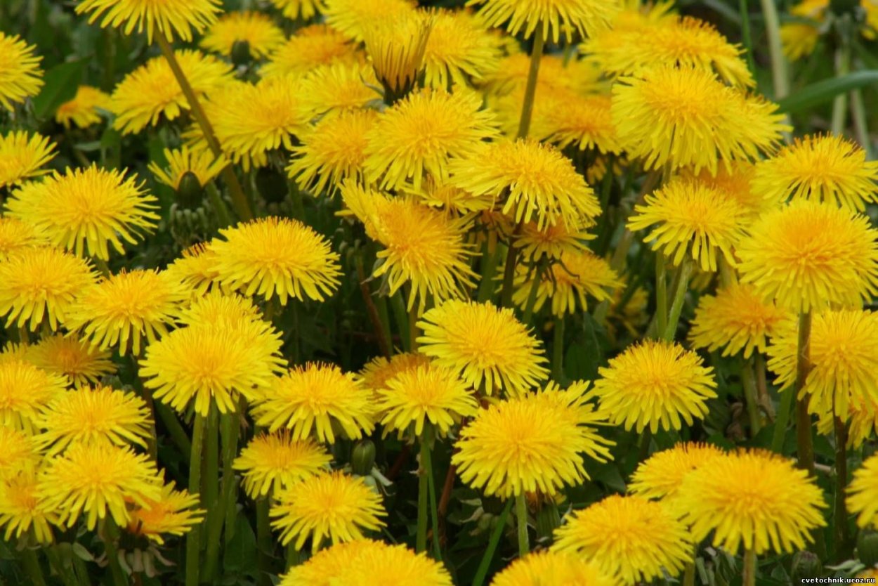 Мать-и-мачеха для волос ополаскивание