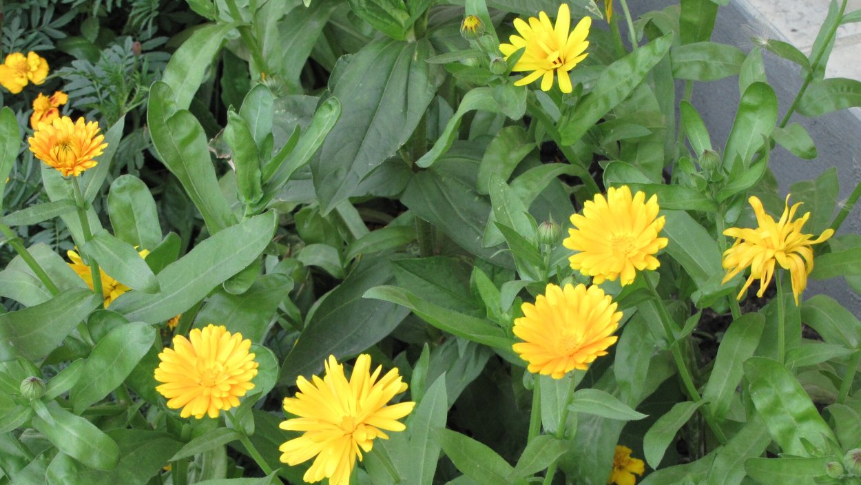 Одуванчик цветок