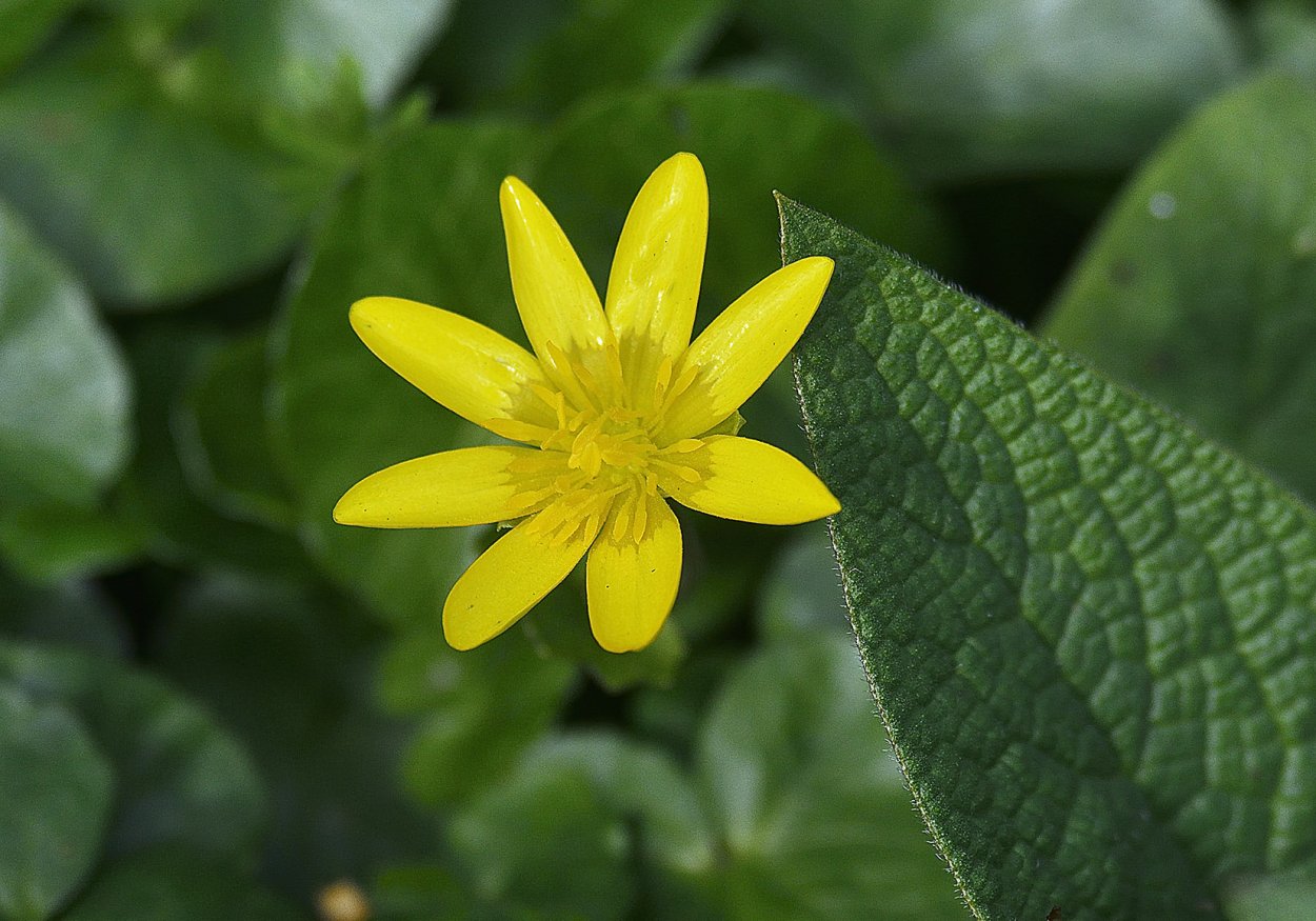 Арника Горная