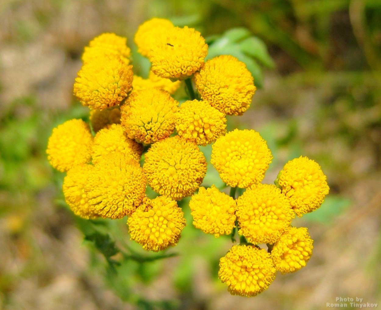 Пижма обыкновенная