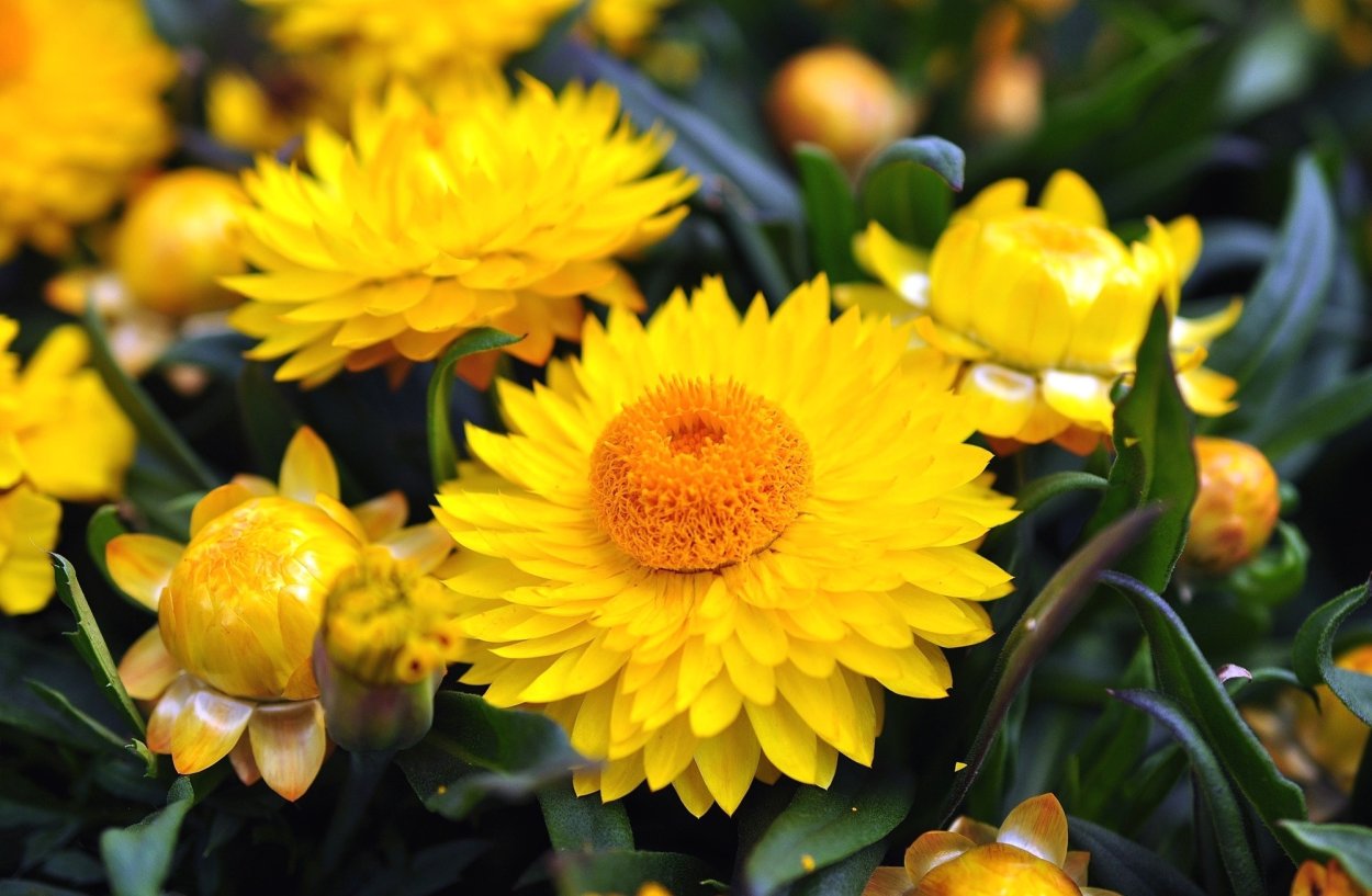 Одуванчик желтый