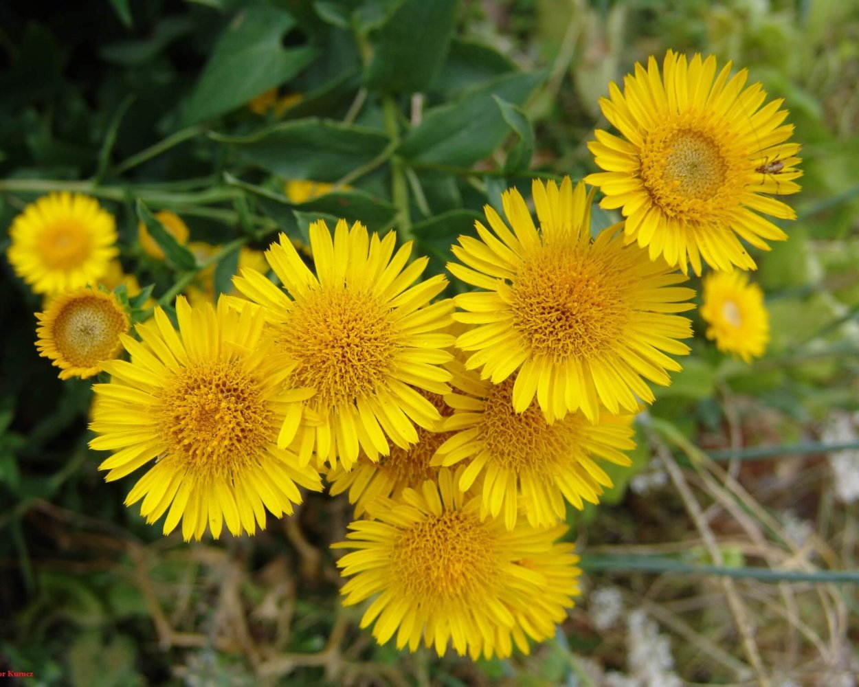 Одуванчик лекарственный – Taraxacum officinale