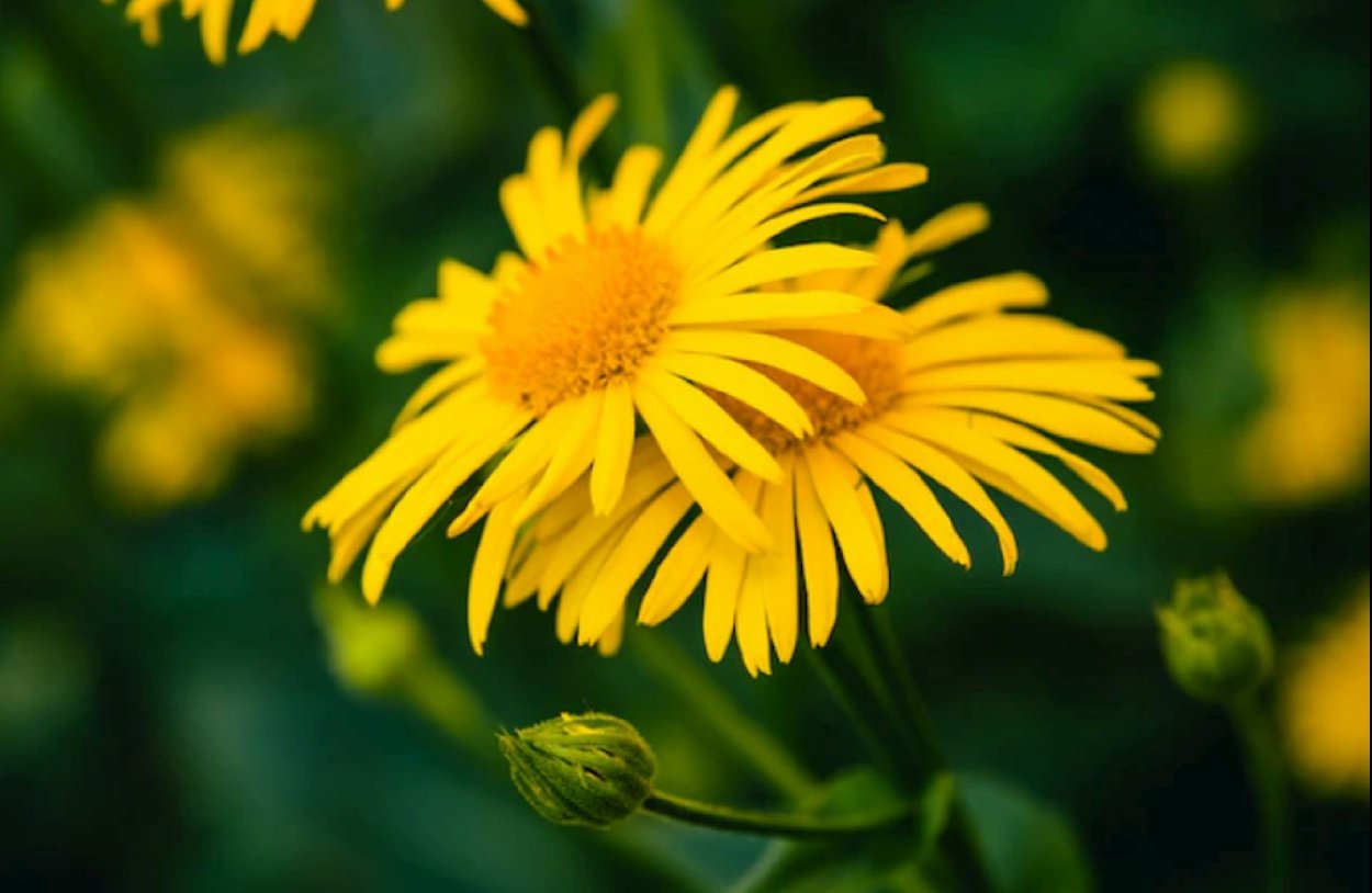 Календула цветы желтые