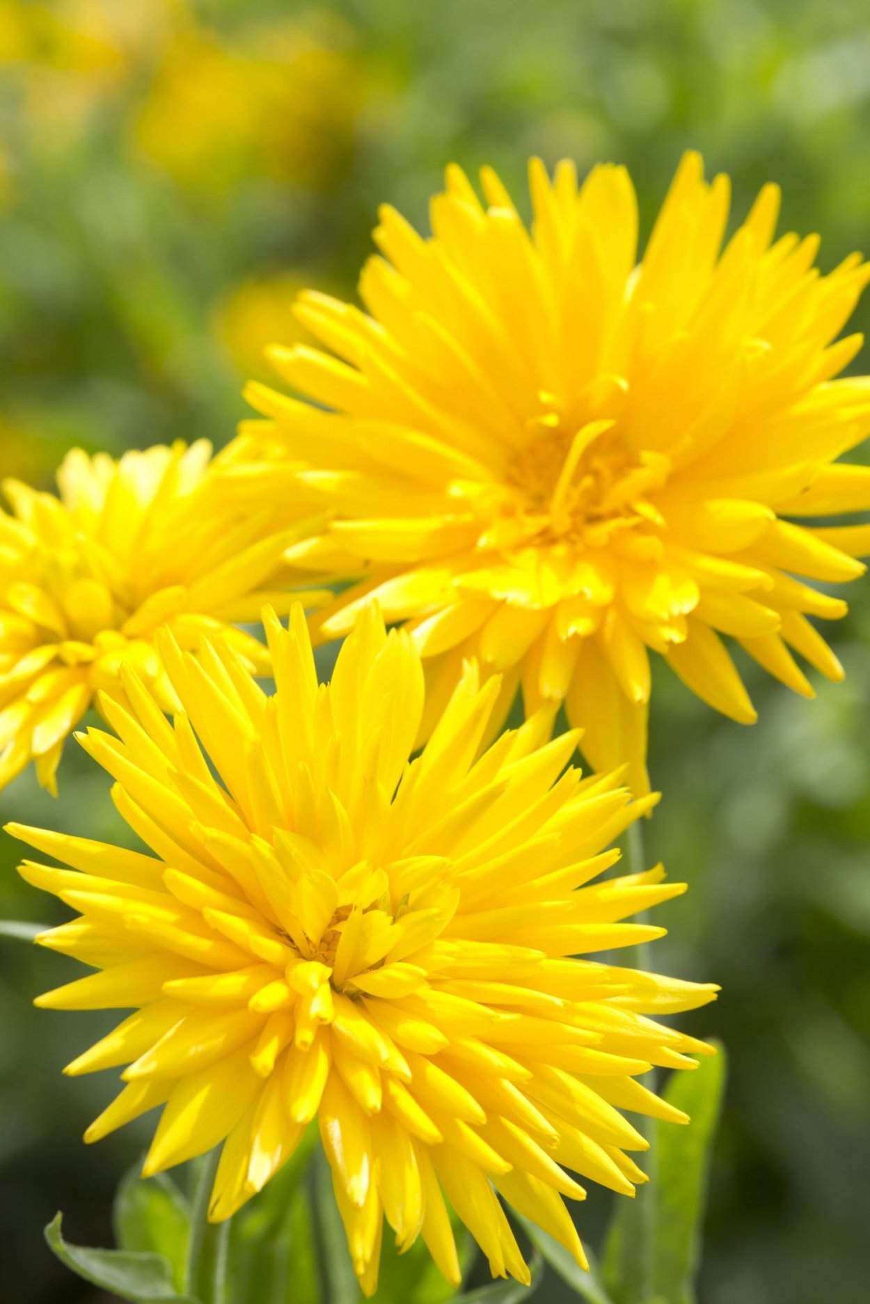 Золотая розга (золотарник)