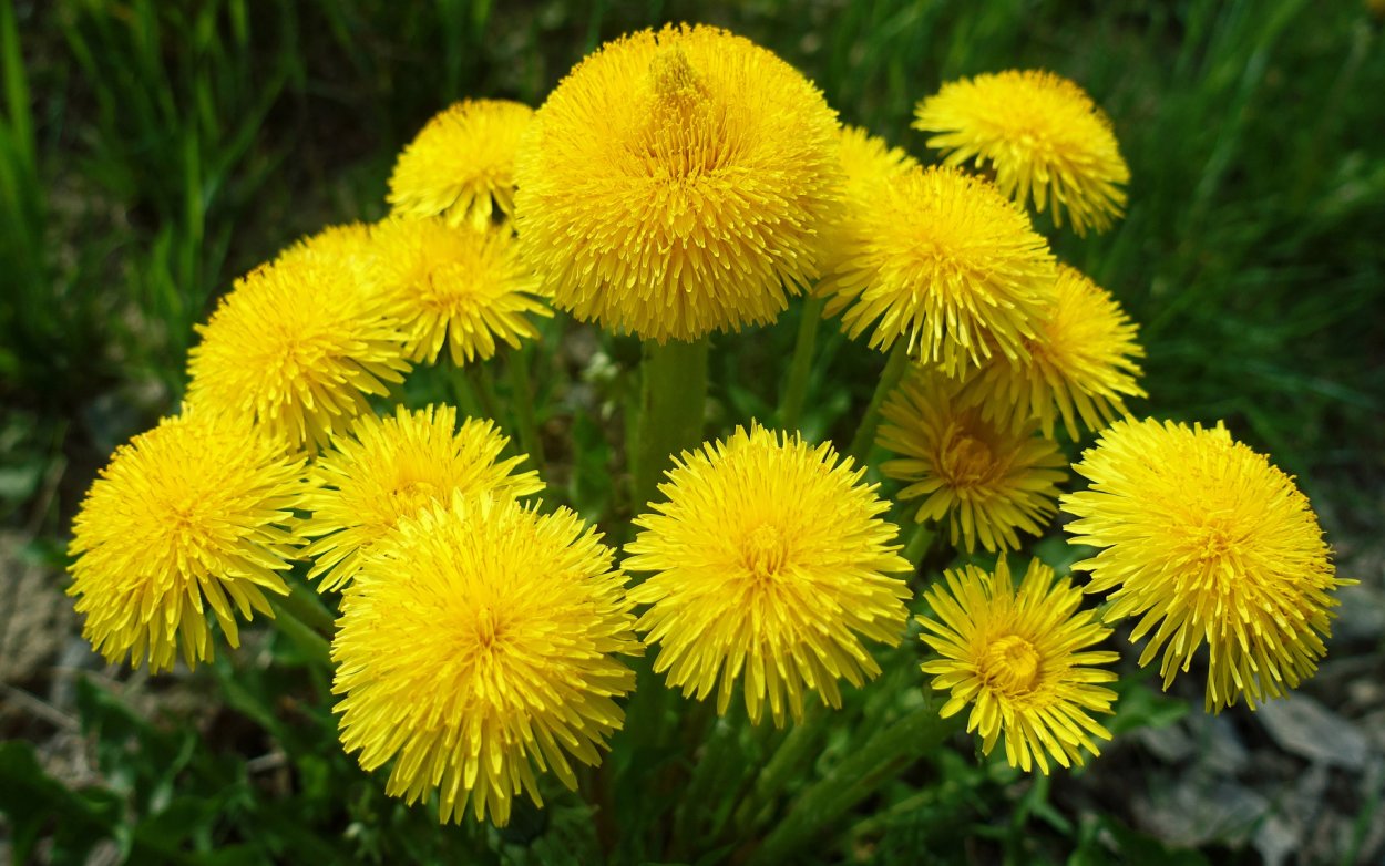 Пижма тысячелистниковая