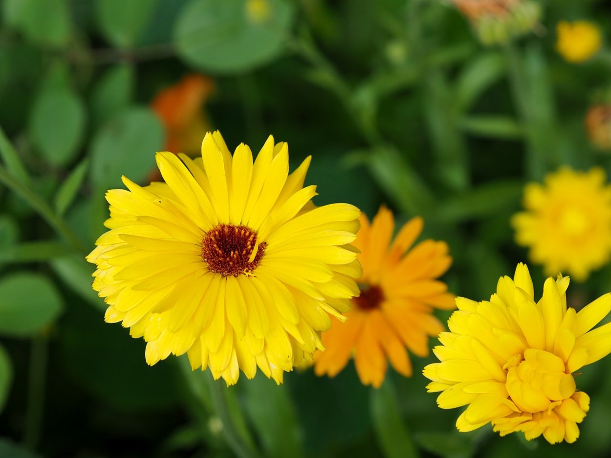 Цветы полевые и луговые желтые