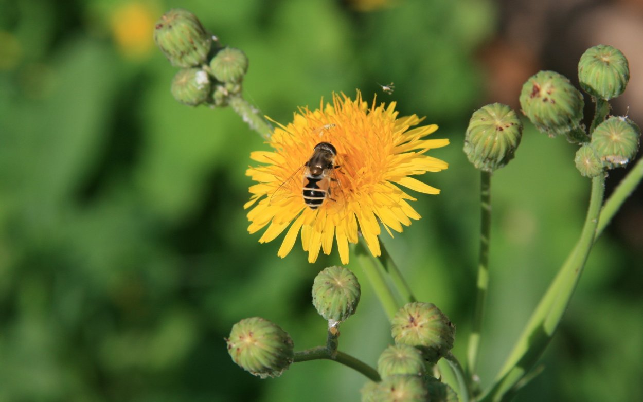 Календула желтый Дикобраз