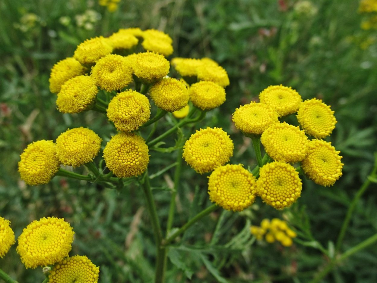 Цветки пижмы