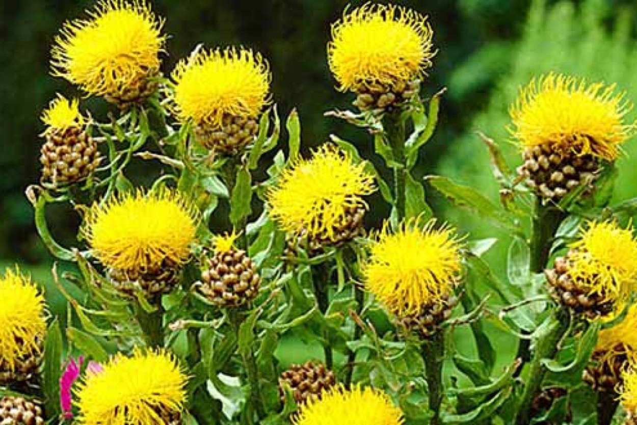 Желтые цветочки календула