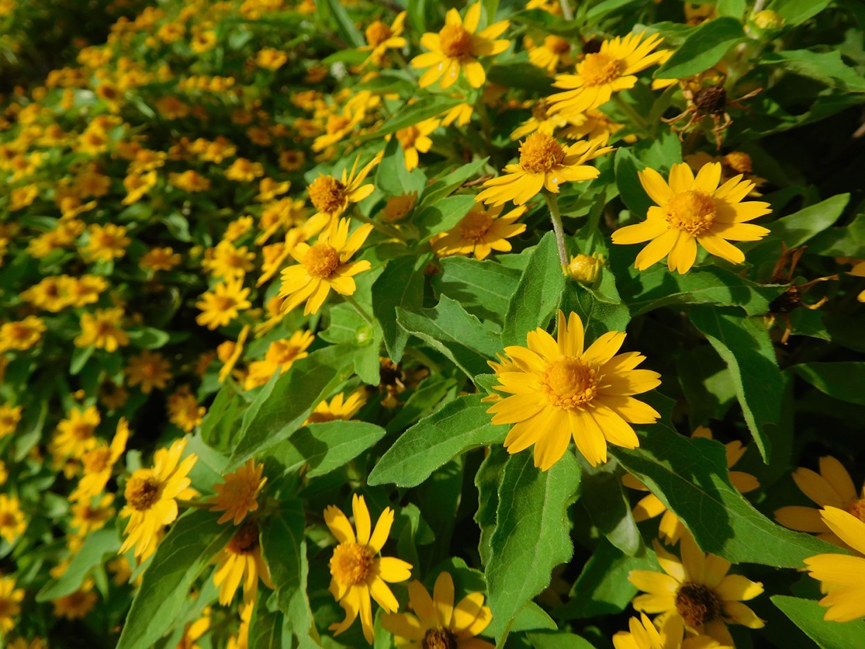 Бессмертник гелихризум желтый