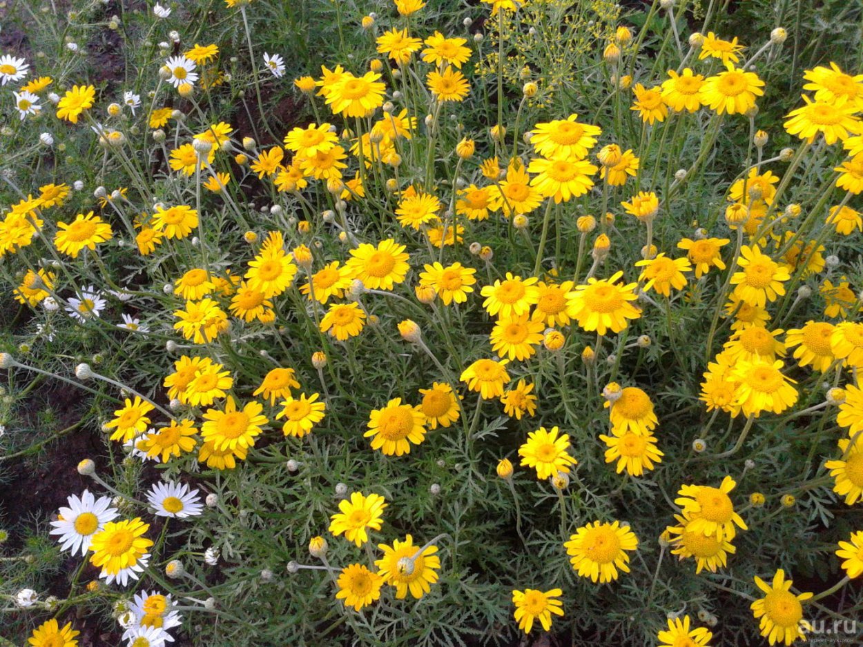 Садовая Мимоза золотарник