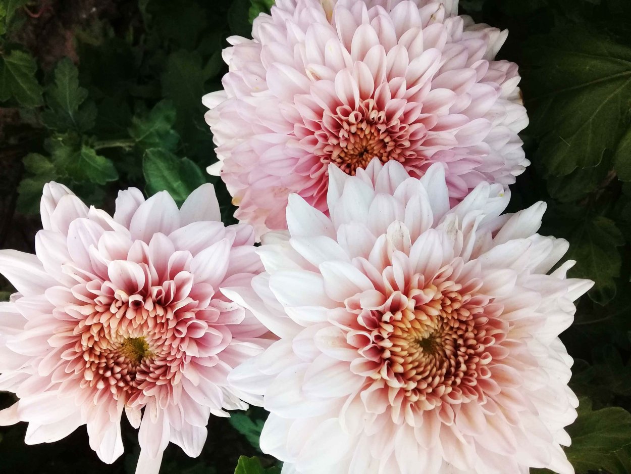 Хризантема Арлекин