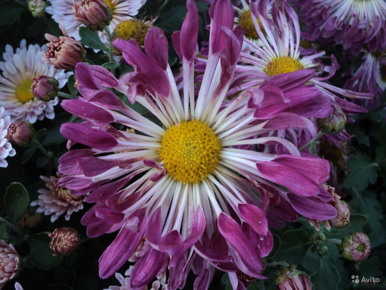 Хризантема корейская Камелия