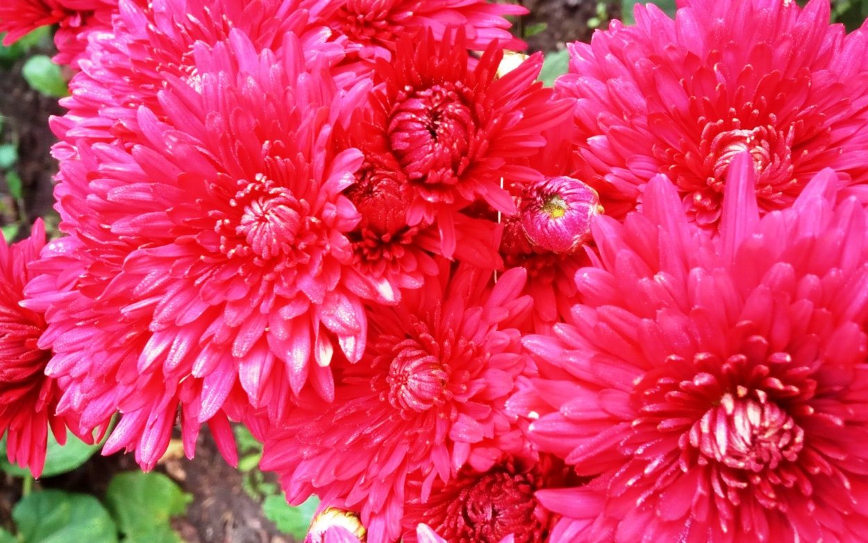 Хризантема фантайм