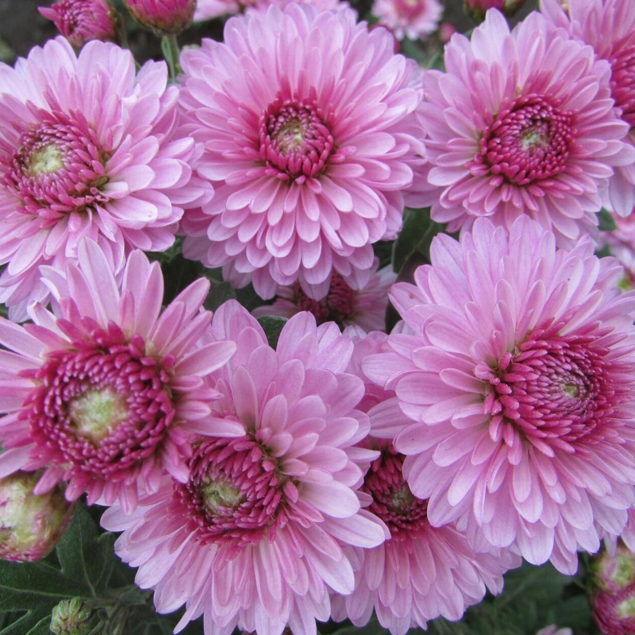 Бранхил ред Хризантема мультифлора