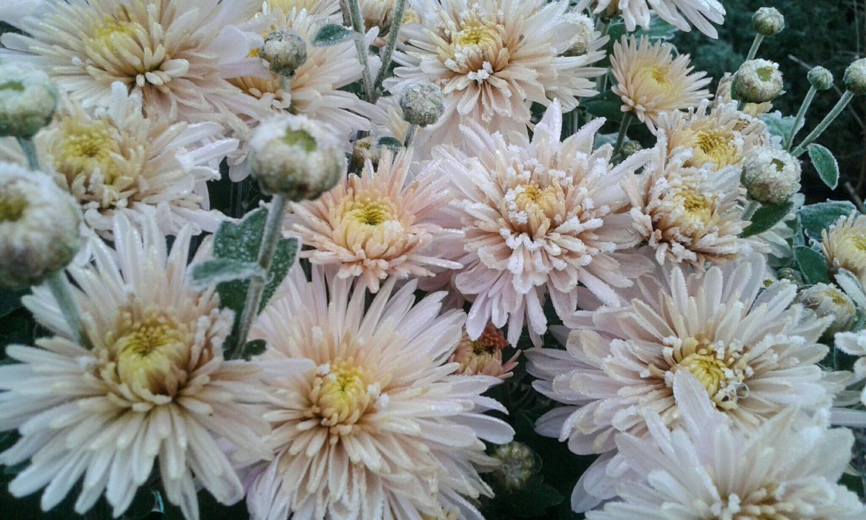 Хризантема Пейтон Дейл Пинк