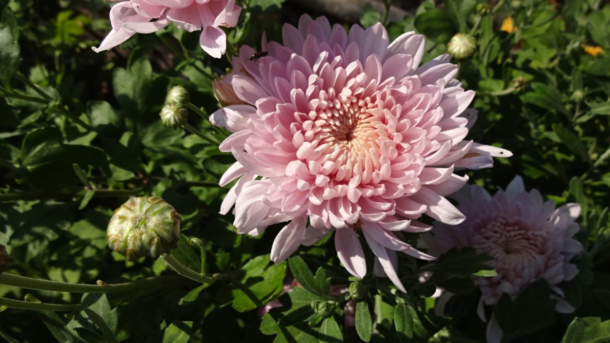 Хризантема Молфетта Пинк