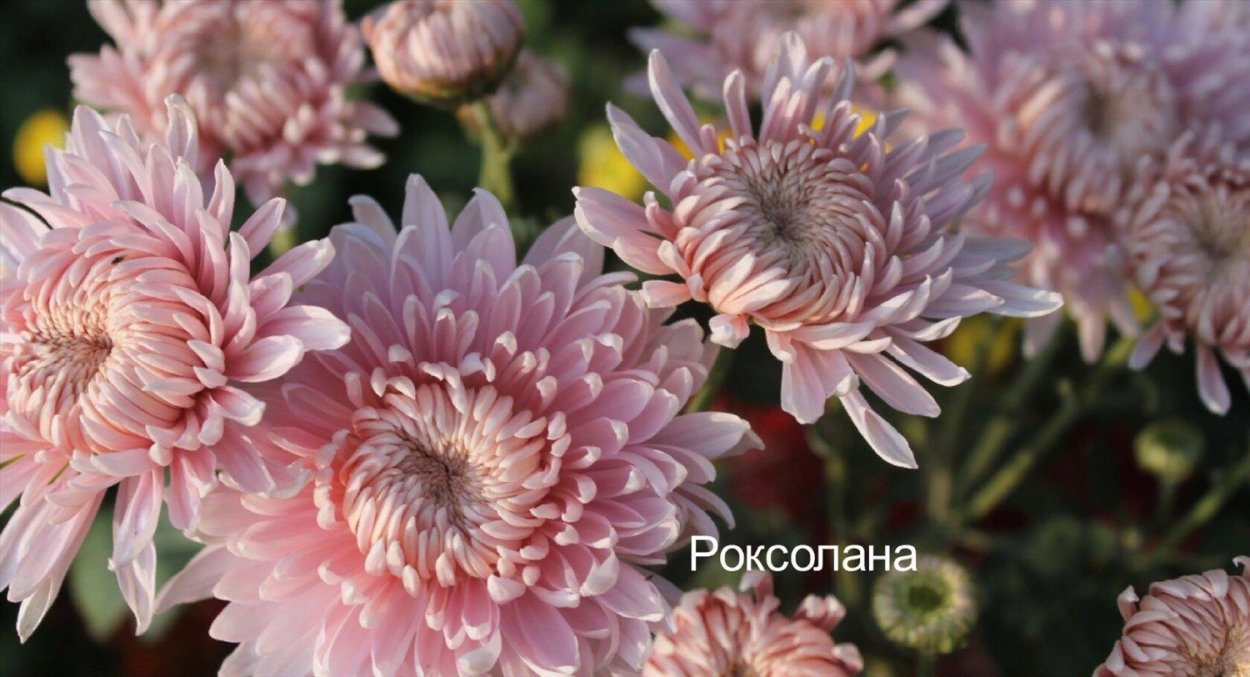 Корейская Хризантема Роксолана