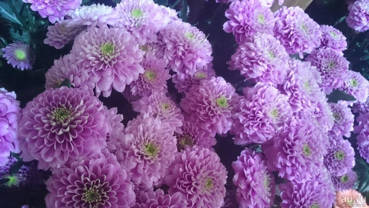 Хризантема мультифлора Балиос