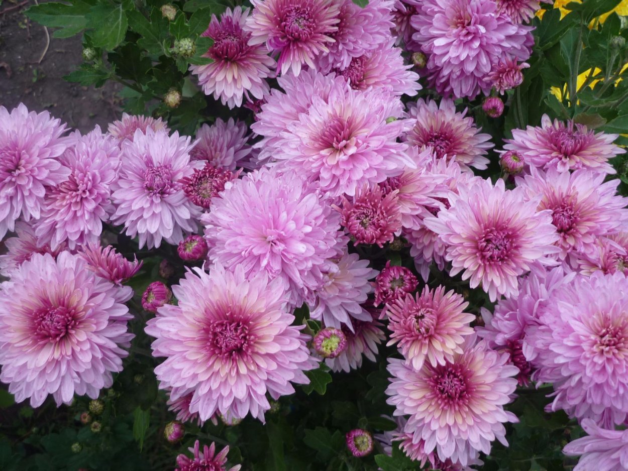 Хризантема мультифлора желто коричневая