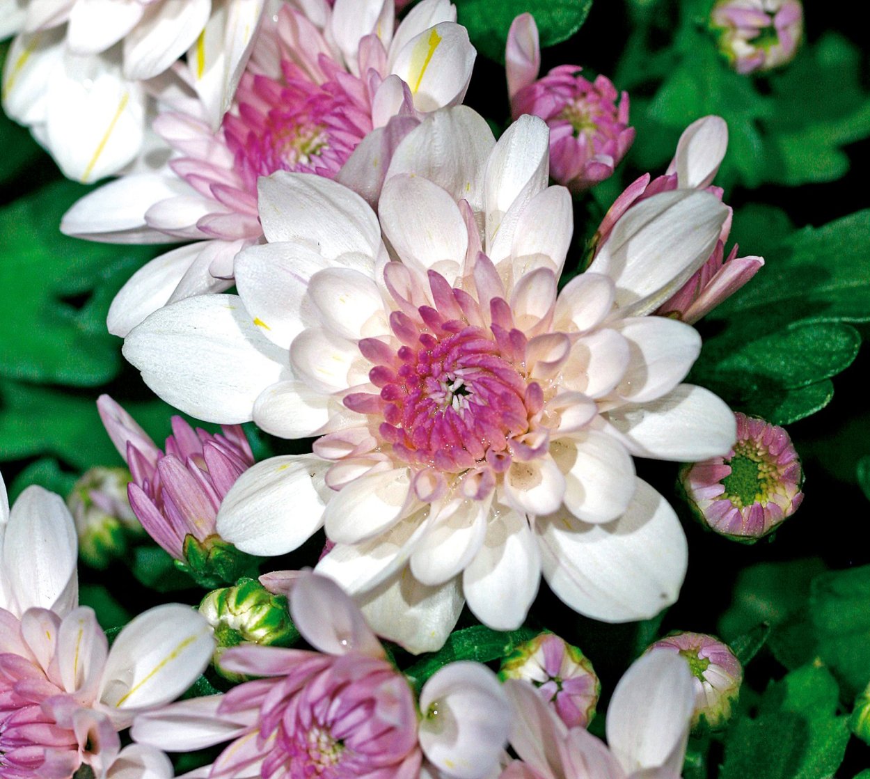 Хризантема Lively Red bicolor