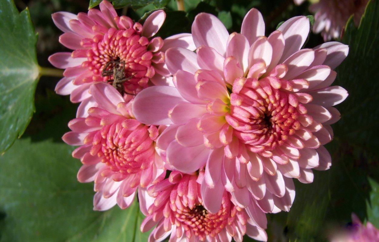 Хризантема Фуджи Сноу